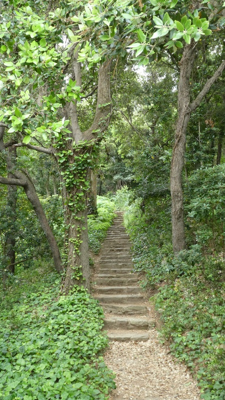 Photo d’escaliers qui montent entouré de verdure