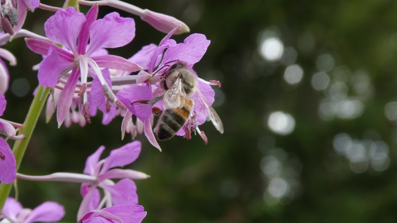 Abeille sur une fleur rose