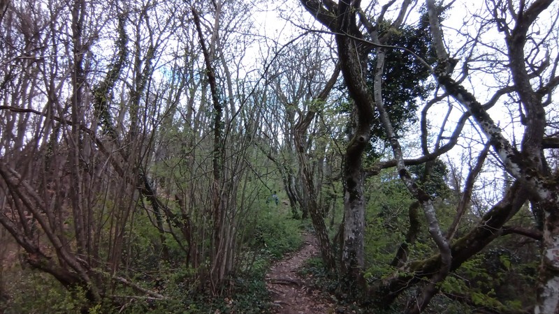 Un mince chemin entre arbres enchevêtrés