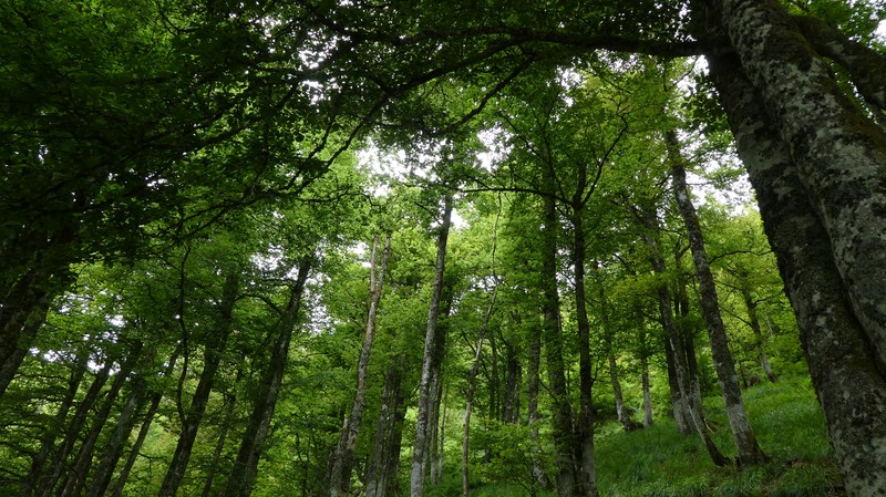 Photo d’arbres se dressant vers un ciel qu’on ne voit pas