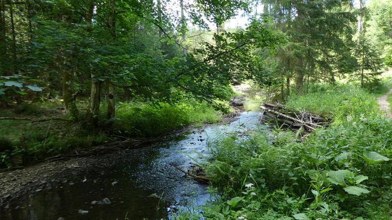 Rivière coulant au milieu de la verdure