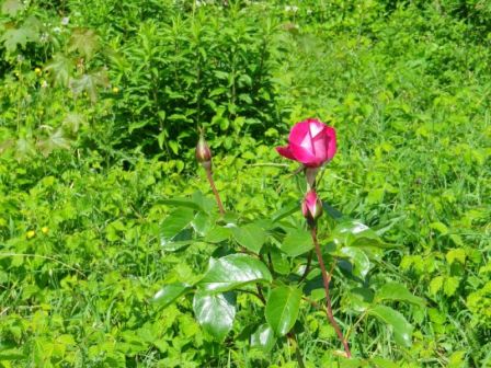 Une rose de couleur fuchsia